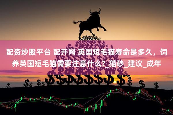 配资炒股平台 配开网 英国短毛猫寿命是多久，饲养英国短毛猫需要注意什么?_猫砂_建议_成年