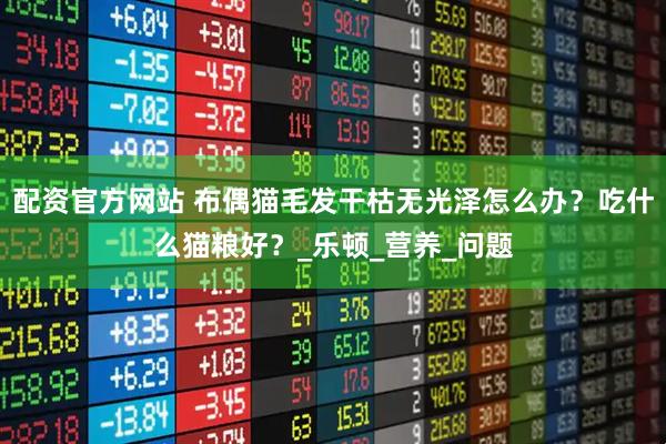 配资官方网站 布偶猫毛发干枯无光泽怎么办？吃什么猫粮好？_乐顿_营养_问题
